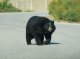 Una orsa a fugit la Resèrva Africana de Sijan