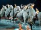 Catalonha enebirà lèu los espectacles de circ amb d’animals