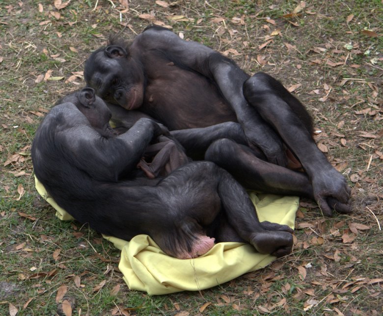 De bonobos fan de calinons a un enfanton