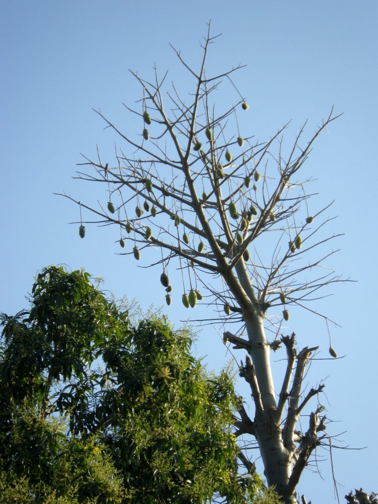 Manguièr e baobab