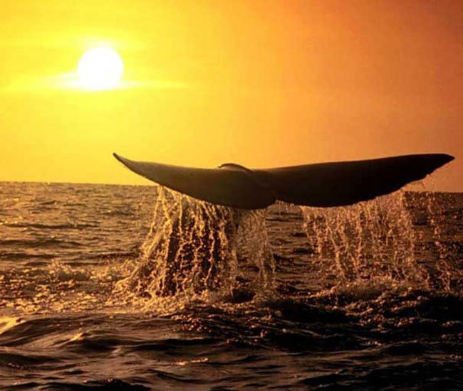 La balena, un dels simbòls de la vida de salvar